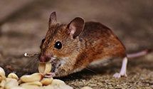 24 Hour & Emergency Exterminators in N Waterboro, ME
